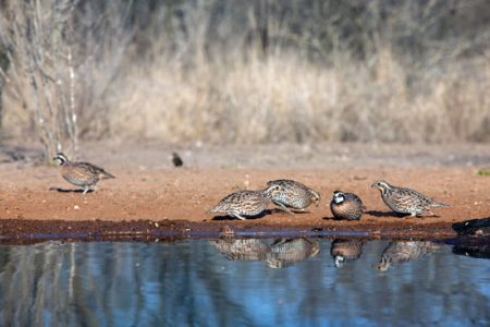 Bobwhite Quail on the Rebound Image